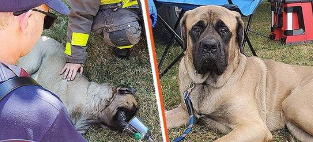 Feuerwehrmann adoptiert Hund, den er aus einem Feuer rettete und Besitzer beschlossen, ihn einzuschläfern